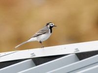 Wagtail