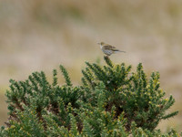 Meadow Pipit