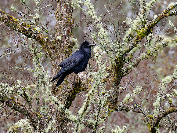 Common Raven (Corvus corax)