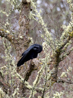 Raven Grooming