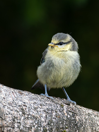Fledgling Blue Tit (Cyanistes caeruleus)