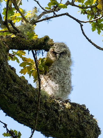 Tawny Owlet 4