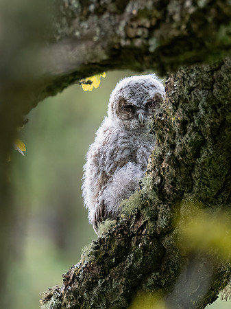 Tawny Owlet 3