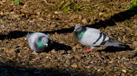 StockDoves
