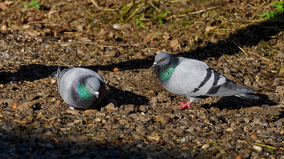 StockDoves