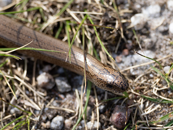 Slow Worm (Anguis fragilis)