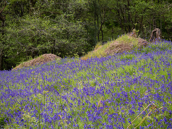 Bluebells (Hyacinthoides non-scripta)