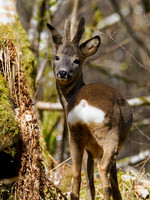 Roe Buck (Capreolus capreolus)