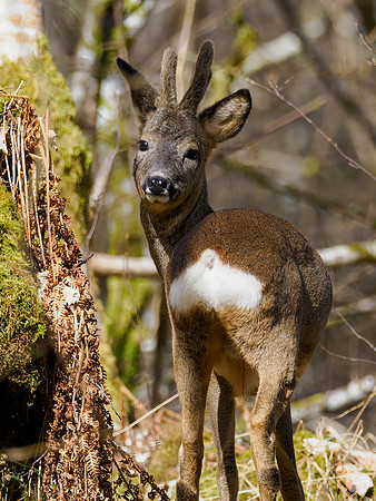 Roe Buck (Capreolus capreolus)