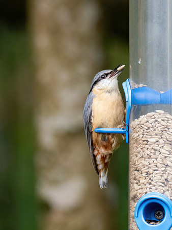 Garden Nuthatch