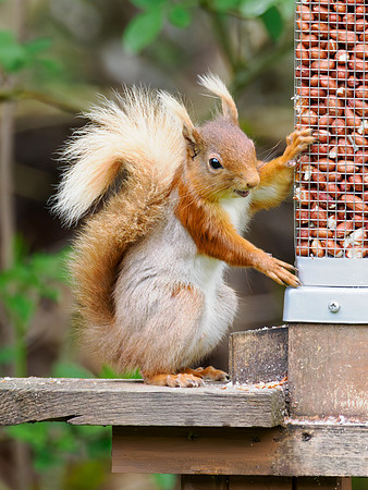 Not Very Red, Red Squirrel