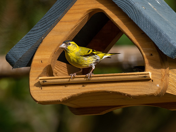 Male Siskin