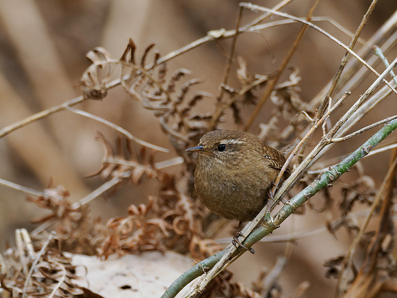 Wren (Troglodytes troglodytes)