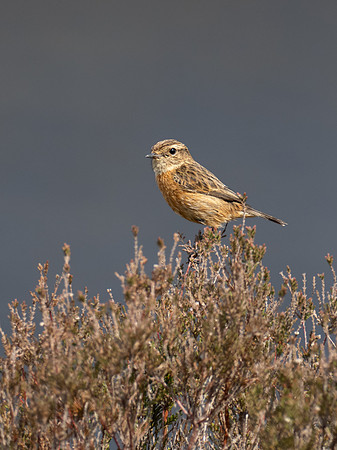 Stonechat