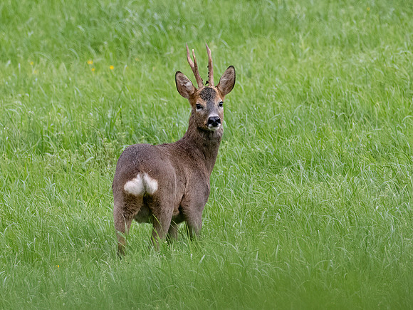 Roebuck in a Field
