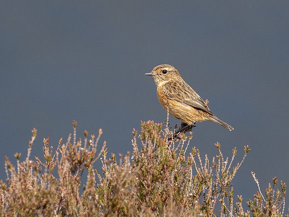 Stonechat