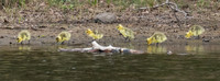 Canada Geese Family Photo