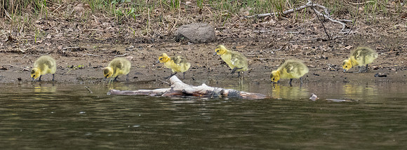 Canada Geese Family Photo