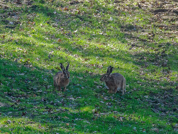 Brown Hare