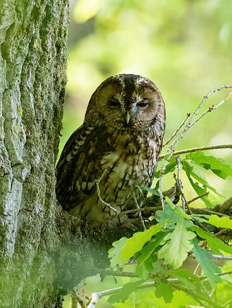 Tawny Owl