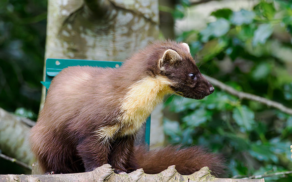 Pine Marten (Martes martes)