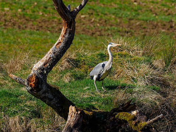 Grey Heron
