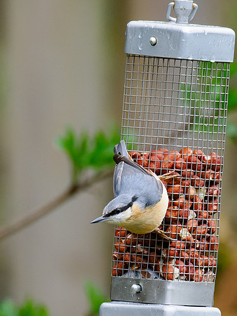 Lost Bird