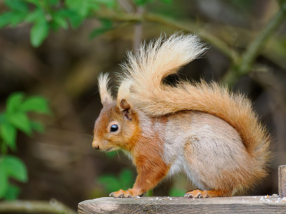 Not Very Red, Red Squirrel