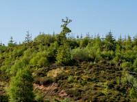 Giant Stag
