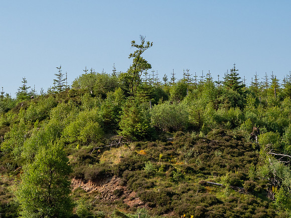 Giant Stag