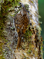 Treecreeper (Certhia familiaris)