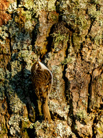 Treecreeper (Certhia familiaris)