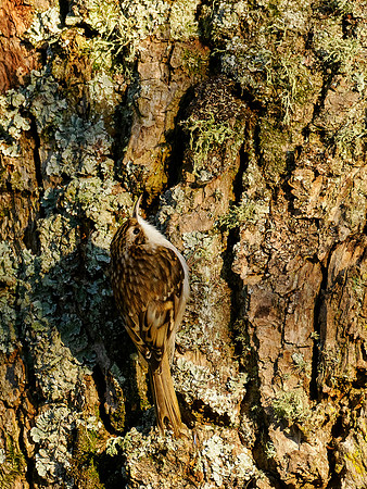 Treecreeper (Certhia familiaris)