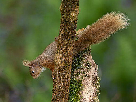 Diagonal Squirrel