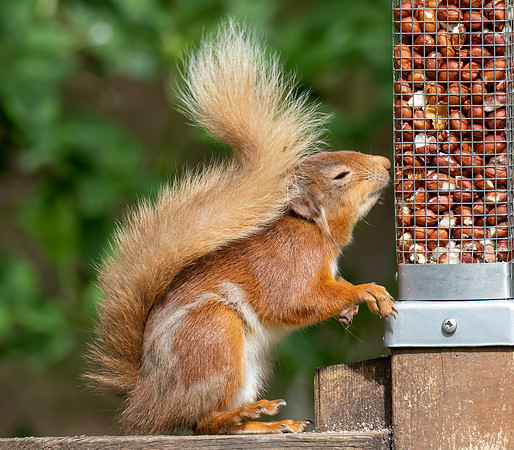 Mmmmm Peanuts