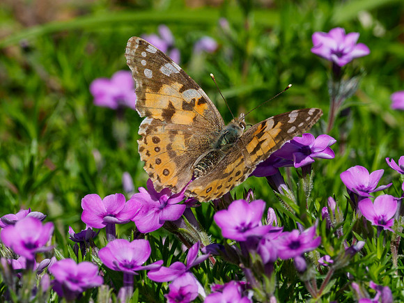 Painted Lady Butterfly