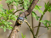 Nuthatch 3