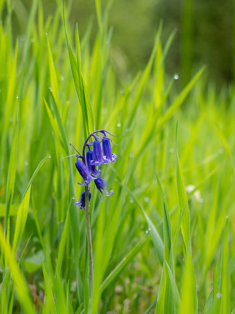 Bluebells (Hyacinthoides non-scripta)