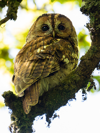 Tawny Owl