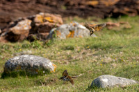 Battling Thrushes