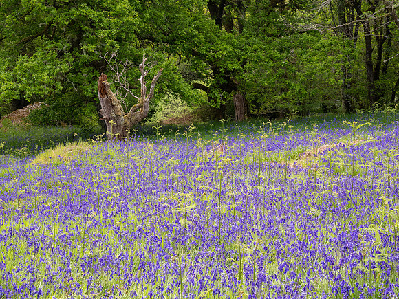 Bluebells (Hyacinthoides non-scripta)