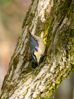 Nuthatch 1