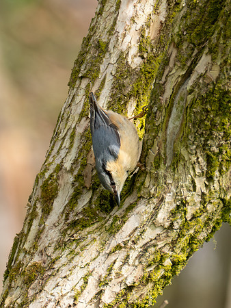 Nuthatch 1