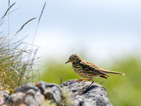 Rock Pipit?