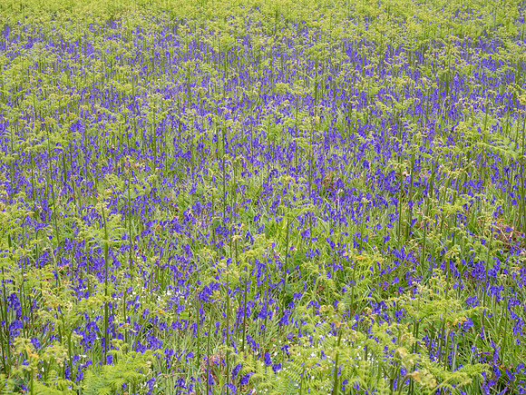 Bluebells (Hyacinthoides non-scripta)
