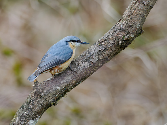 Bandit Robbing the Feeder
