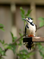 Great spotted Woodpecker