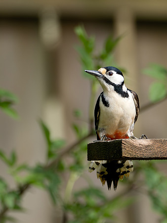 Great spotted Woodpecker