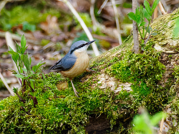 Lost Bird