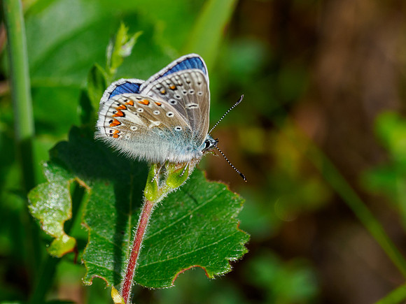 Common Blue Butterfly (Polyommatus icarus)